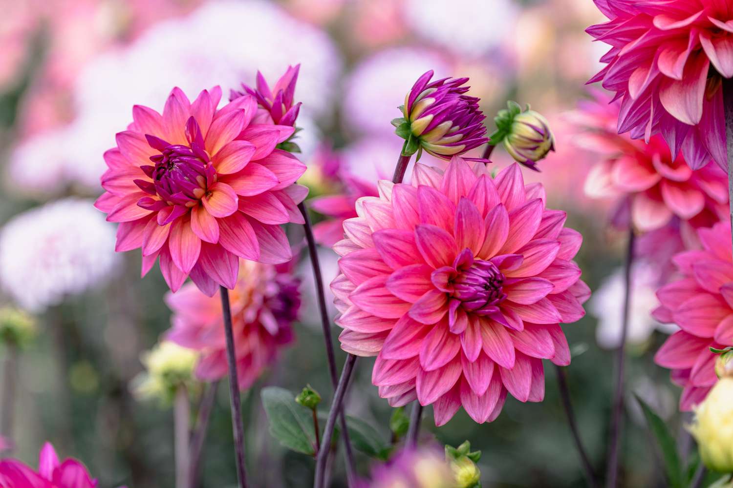 Daalia 'Feline Yvonne'